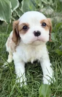 AKC Bart , a male Cavalier King Charles Spaniel for sale in Athens, WI – 4 of 10
