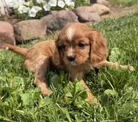 Savanna , a female Cavalier King Charles Spaniel for sale in Athens, WI – 5 of 9