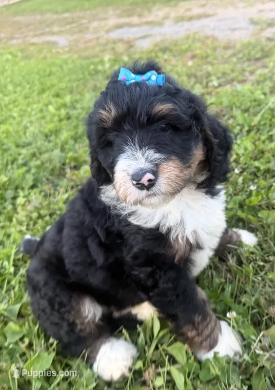 Sunny – Bernedoodle puppy for sale in Athens, WI