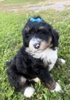 Sunny, a female Bernedoodle for sale in Athens, WI – 1 of 10