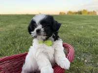 Jordan, a male Bichon Frise and Shih Tzu for sale in Athens, WI – 5 of 10