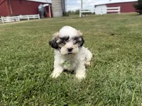 Whitey, a male Bichon Frise and Shih Tzu for sale in Athens, WI – 3 of 10