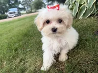 Carrie, a female Maltipoo for sale in Athens, WI – 10 of 10