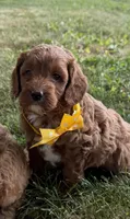 Gavin, a male Cavapoo for sale in Athens, WI – 2 of 10