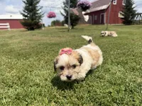 Julie, a female Bichon Frise and Shih Tzu for sale in Athens, WI – 7 of 10
