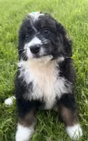 Stormy, a female Bernedoodle for sale in Athens, WI – 5 of 10