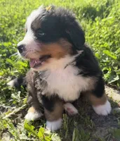AKC Gabby, a female Bernese Mountain Dog for sale in Athens, WI – 8 of 10