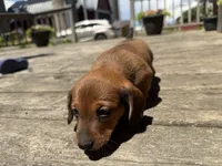 Quincy , a male Miniature Dachshund for sale in Athens, WI – 8 of 10
