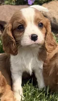 Spencer, a male Cavalier King Charles Spaniel for sale in Athens, WI – 2 of 10