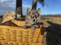 Amya , a female Pomimo for sale in Athens, WI – Photo 2 of 10