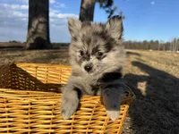 Amya , a female Pomimo for sale in Athens, WI – Photo 7 of 10