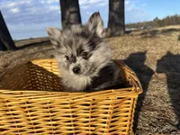 Amya , a female Pomimo for sale in Athens, WI – Photo 9 of 10