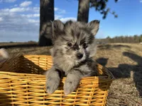 Amya , a female Pomimo for sale in Athens, WI – Photo 8 of 10