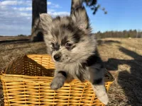 Amya , a female Pomimo for sale in Athens, WI – Photo 6 of 10