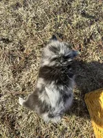 Amya , a female Pomimo for sale in Athens, WI – Photo 10 of 10