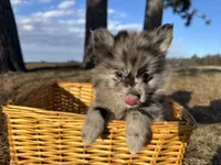Amya , a female Pomimo for sale in Athens, WI – Photo 4 of 10