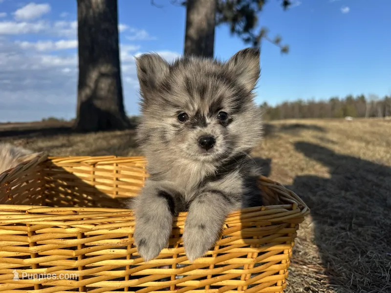Amya  – Pomimo puppy for sale in Athens, WI