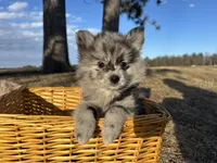 Amya , a female Pomimo for sale in Athens, WI – Photo 1 of 10