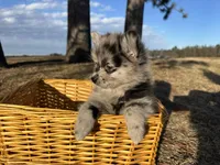 Amya , a female Pomimo for sale in Athens, WI – Photo 5 of 10