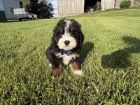 Tango, a male Bernedoodle for sale in Athens, WI – 9 of 10