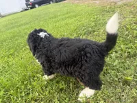 Skye, a female Bernedoodle for sale in Athens, WI – 4 of 10