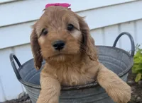 Casey, a female Cockapoo for sale in Athens, WI – 1 of 10