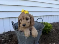 Christy, a female Cockapoo for sale in Athens, WI – 3 of 10