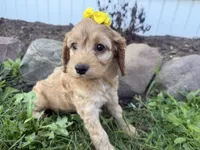 Christy, a female Cockapoo for sale in Athens, WI – 5 of 10