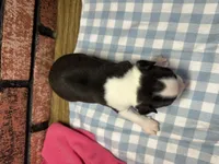 Parker, a male Boston Terrier for sale in Athens, WI – 2 of 2