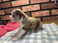 Porter , a male Boston Terrier for sale in Athens, WI – 2 of 3