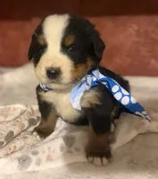 AKC Vinnie, a male Bernese Mountain Dog for sale in Athens, WI – 7 of 10
