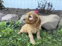 Casey, a female Cockapoo for sale in Athens, WI – 6 of 10