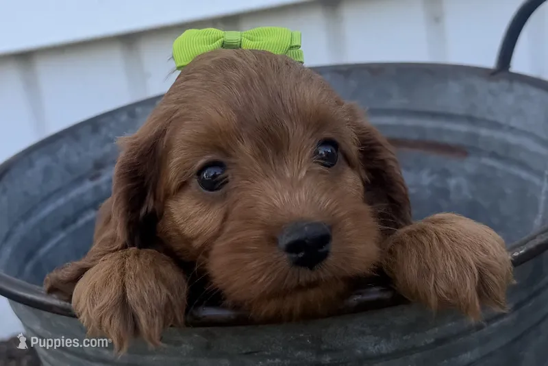 Carole – Cockapoo puppy for sale in Athens, WI