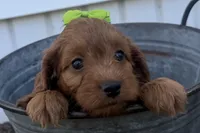 Carole, a female Cockapoo for sale in Athens, WI – 1 of 10