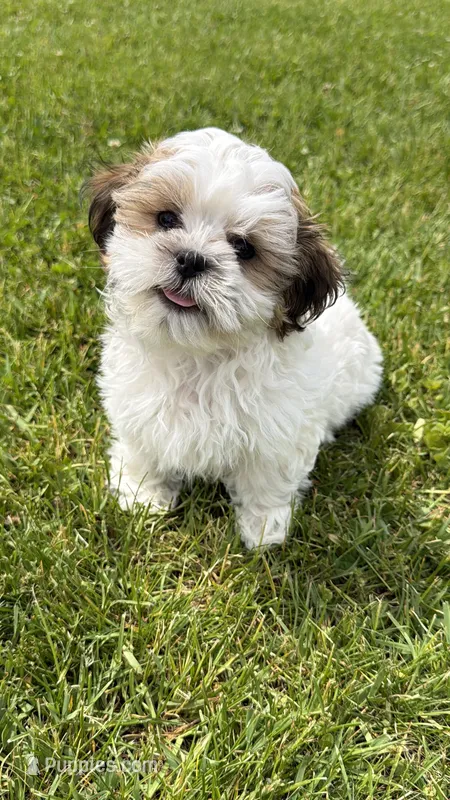 Jon – Bichon Frise, Shih Tzu puppy for sale in Athens, WI
