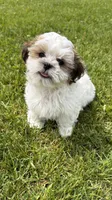 Jon, a male Bichon Frise and Shih Tzu for sale in Athens, WI – 1 of 10
