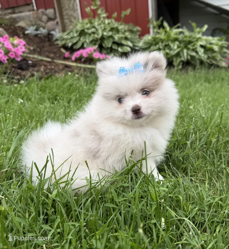 Harper – Pomeranian puppy for sale in Athens, WI