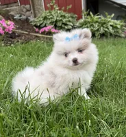 Harper, a female Pomeranian for sale in Athens, WI – 1 of 10