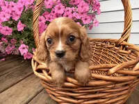 Duke, a male Cavalier King Charles Spaniel for sale in Athens, WI – 6 of 10