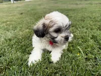 Buster, a male Bichon Frise and Shih Tzu for sale in Athens, WI – 3 of 10