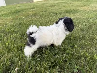 Jordan, a male Bichon Frise and Shih Tzu for sale in Athens, WI – 9 of 10