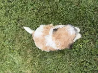 Browny, a male Bichon Frise and Shih Tzu for sale in Athens, WI – 8 of 10