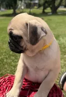 AKC ALLEN , a male Pug for sale in Athens, WI – 7 of 10