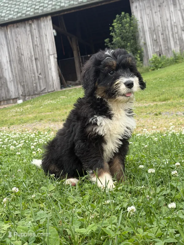 Trixie – Bernedoodle puppy for sale in Athens, WI