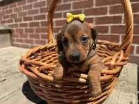 Queen , a female Miniature Dachshund for sale in Athens, WI – 2 of 10