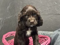 processed/460a9d35-d76f-407e-a50e-0be859d61cc8/listing/382100d5-8f36-4122-88cd-fd818c8237a1/0a1f56ba-08df-4d9a-9f25-de75955d72d3