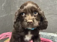 processed/460a9d35-d76f-407e-a50e-0be859d61cc8/listing/382100d5-8f36-4122-88cd-fd818c8237a1/0fe577db-7c6a-484a-bbcf-d219ca2c6a8e