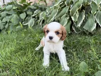 AKC Bristol , a female Cavalier King Charles Spaniel for sale in Athens, WI – 2 of 10