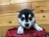 Vince, a male Pomsky for sale in Athens, WI – 2 of 10