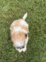 Browny, a male Bichon Frise and Shih Tzu for sale in Athens, WI – 5 of 10